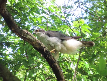 Eurasian Goshawk Akigase Park Sat, 4/29/2023