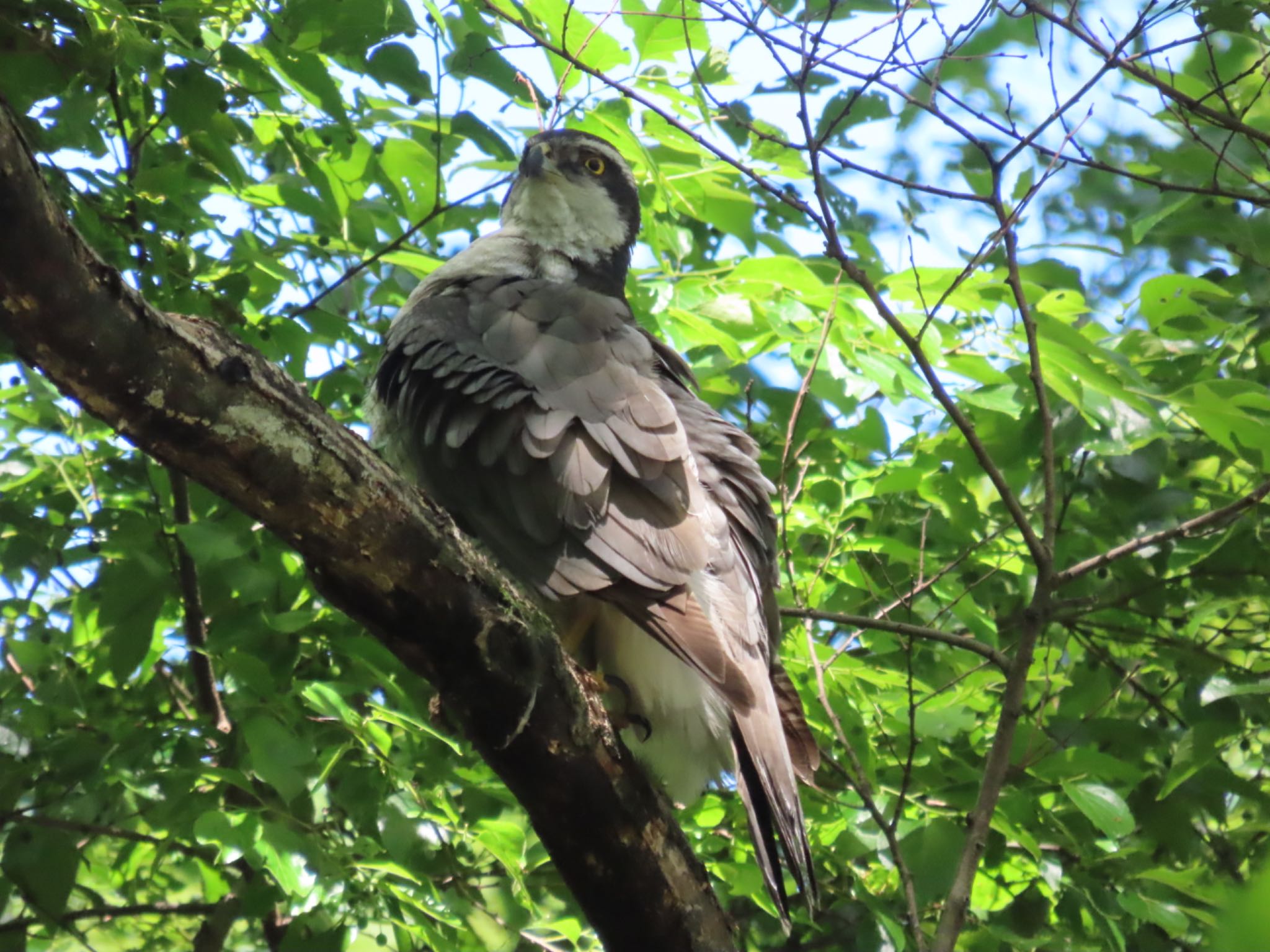 Photo of Eurasian Goshawk at Akigase Park by さきやっこ（2号）