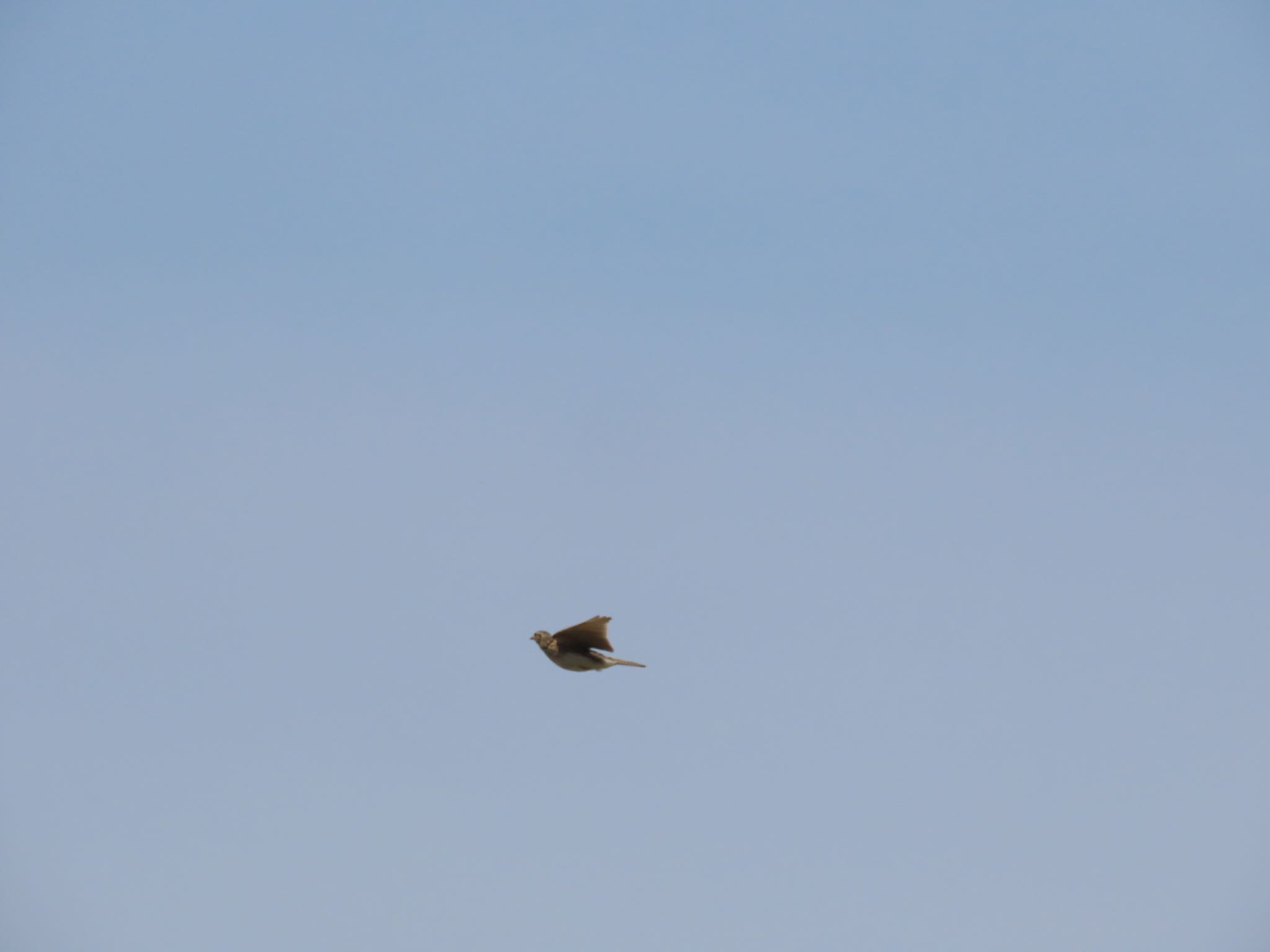 Photo of Eurasian Skylark at Akigase Park by さきやっこ（2号）