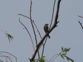 Meadow Bunting Akigase Park Sat, 4/29/2023