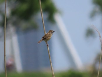 Zitting Cisticola Akigase Park Sat, 4/29/2023