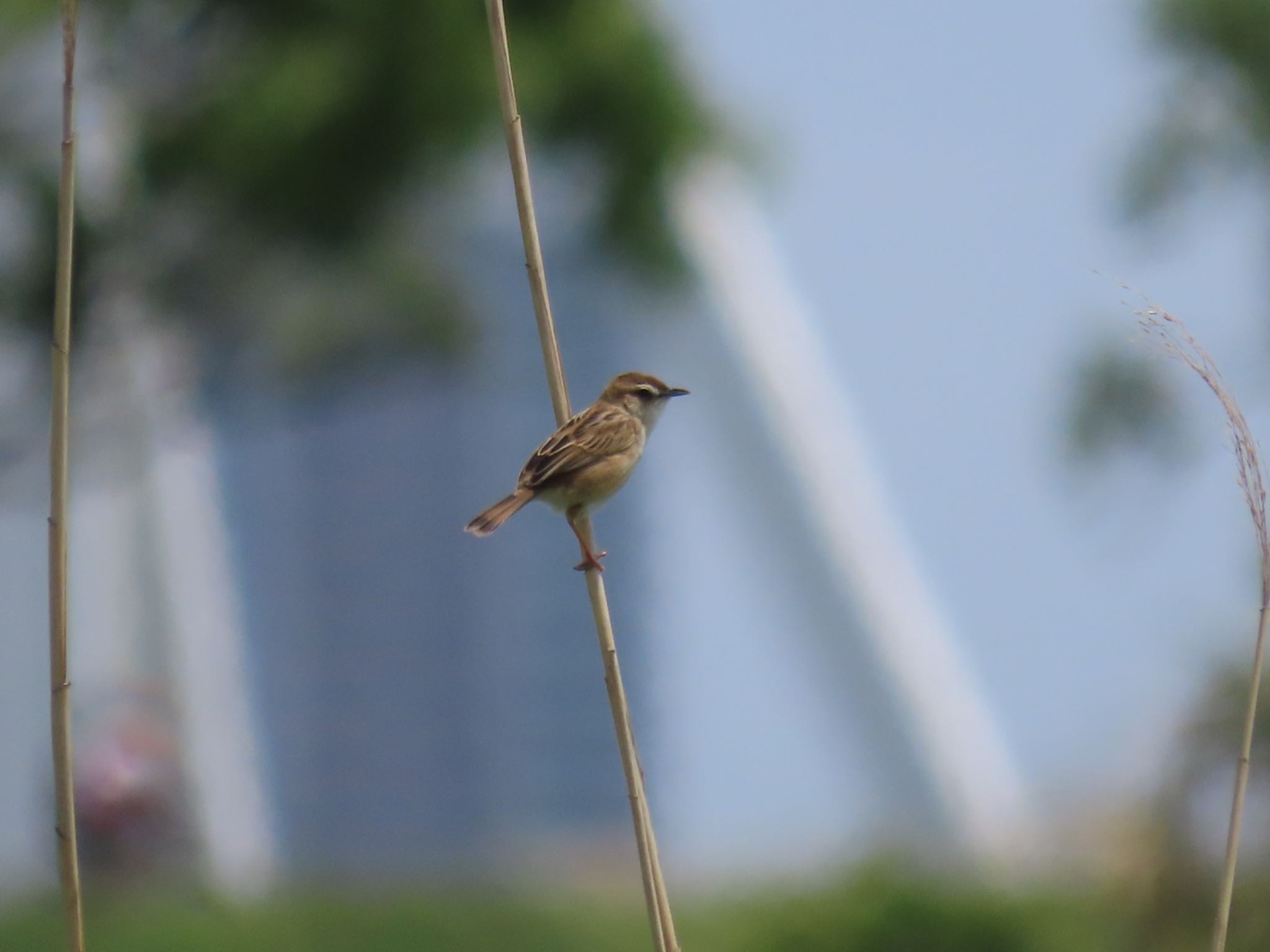 Photo of Zitting Cisticola at Akigase Park by さきやっこ（2号）