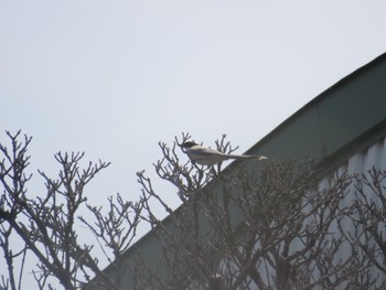 Azure-winged Magpie さいたま市 Sat, 4/29/2023