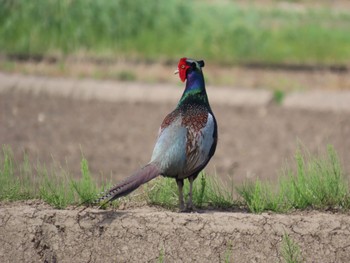 Green Pheasant Akigase Park Sat, 4/29/2023