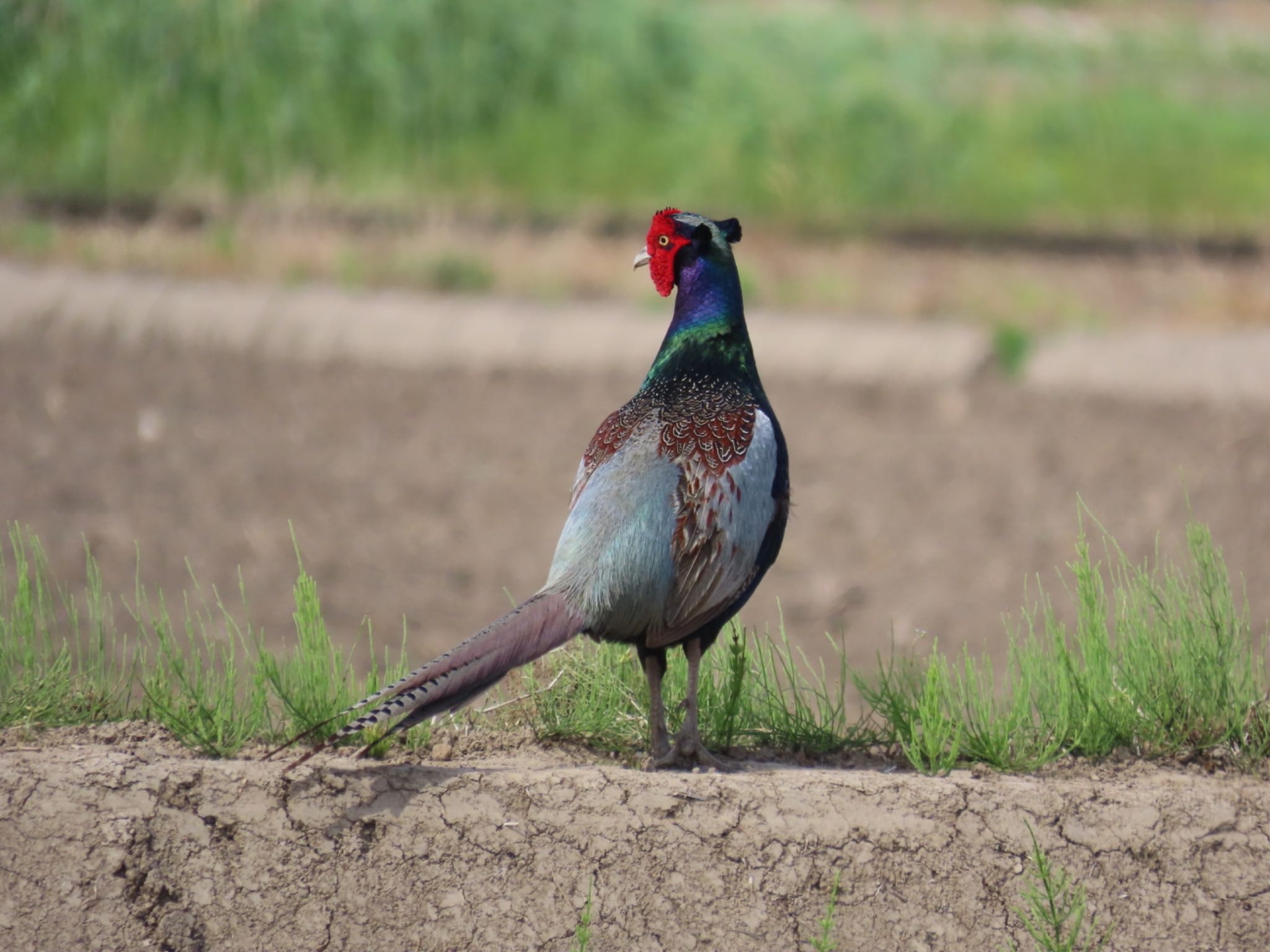 Photo of Green Pheasant at Akigase Park by さきやっこ（2号）