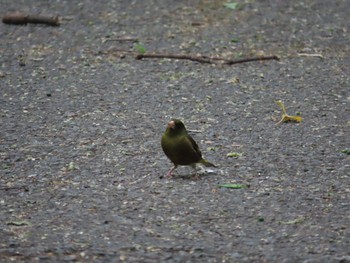 Grey-capped Greenfinch Akigase Park Sat, 4/29/2023