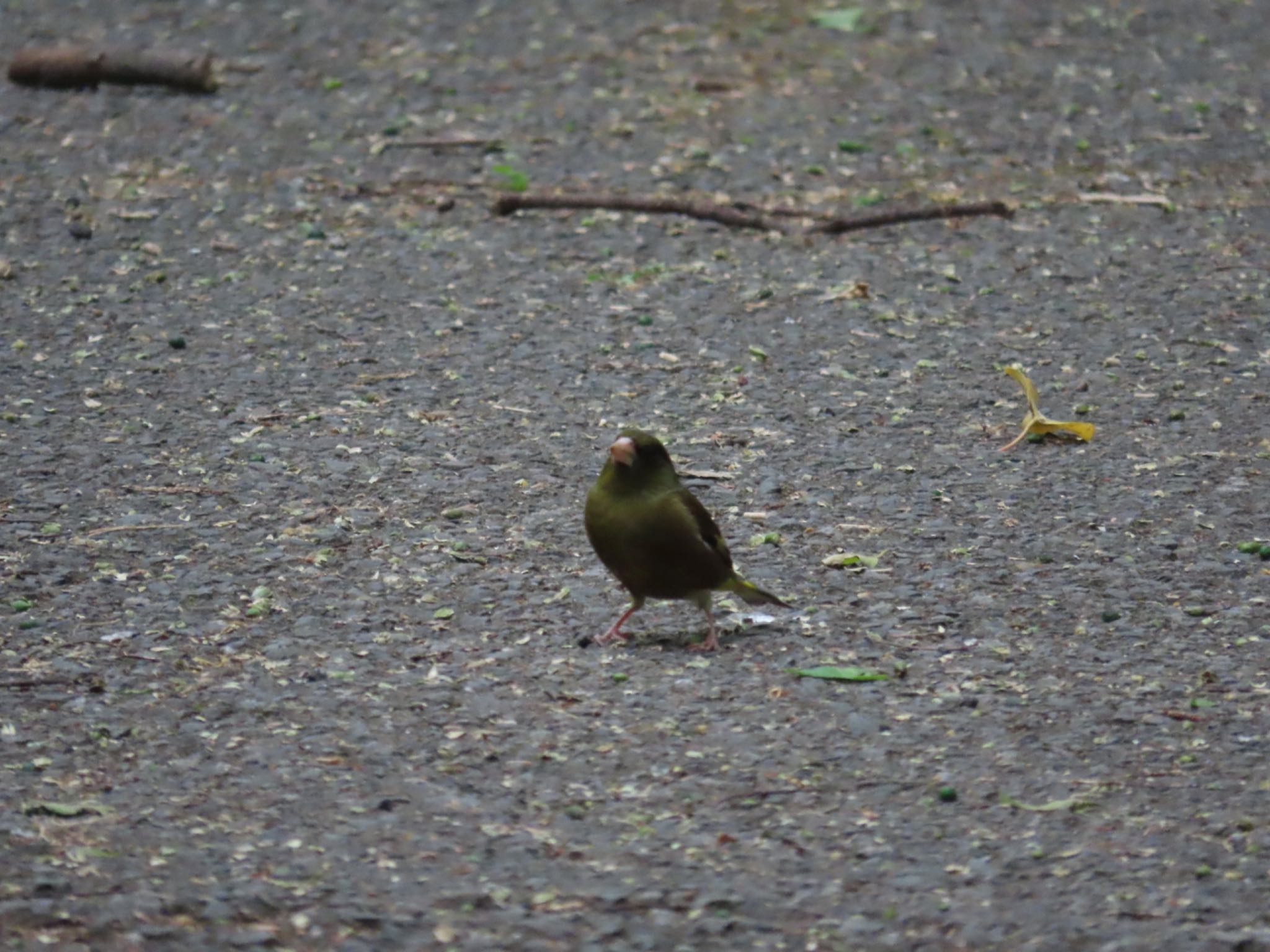 Photo of Grey-capped Greenfinch at Akigase Park by さきやっこ（2号）