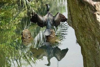 カワウ 仙台堀川公園(江東区) 2023年5月1日(月)