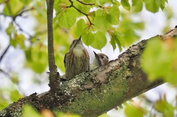 コゲラ 富山県 2023年4月27日(木)