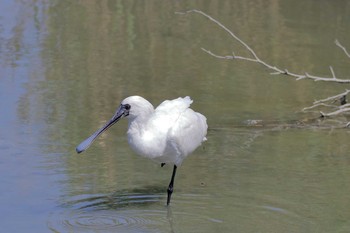 クロツラヘラサギ 与根の三角池 2018年4月27日(金)