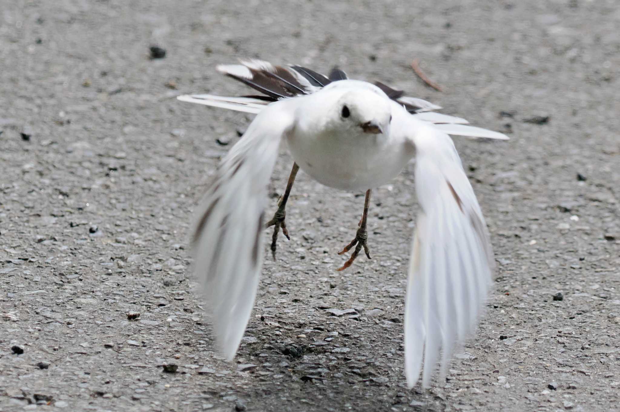 葛西臨海公園 ハクセキレイの写真 by 藤原奏冥