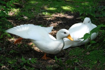 アヒル 鹿児島 平川動物公園 2023年5月1日(月)