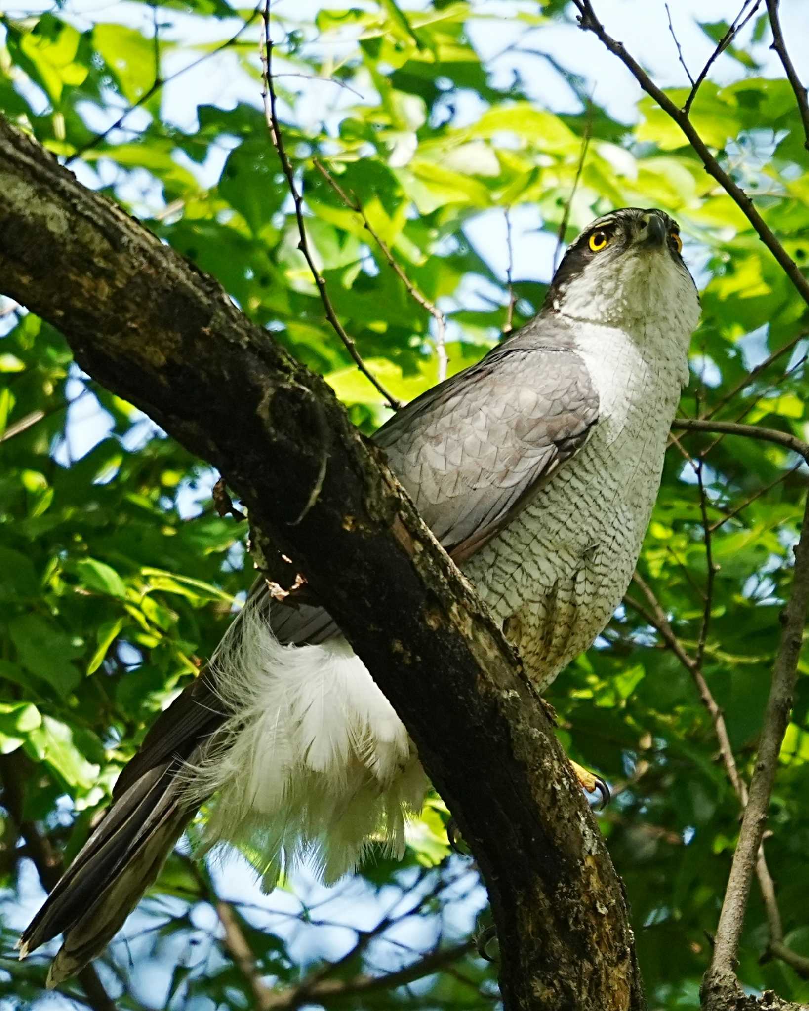 Photo of Eurasian Goshawk at Akigase Park by yumineko