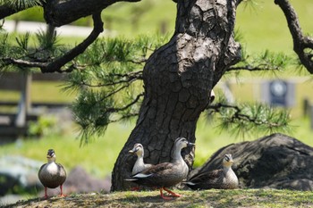 カルガモ 旧芝離宮恩賜庭園 2023年5月1日(月)