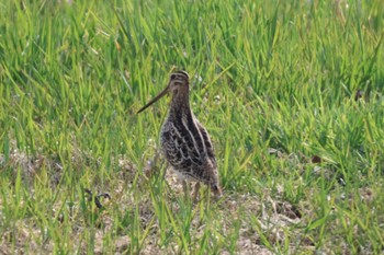 2023年4月29日(土) 豊頃町 湧洞の野鳥観察記録