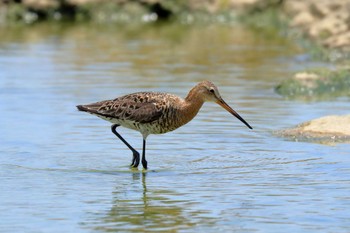 Black-tailed Godwit 米須海岸 Fri, 4/27/2018