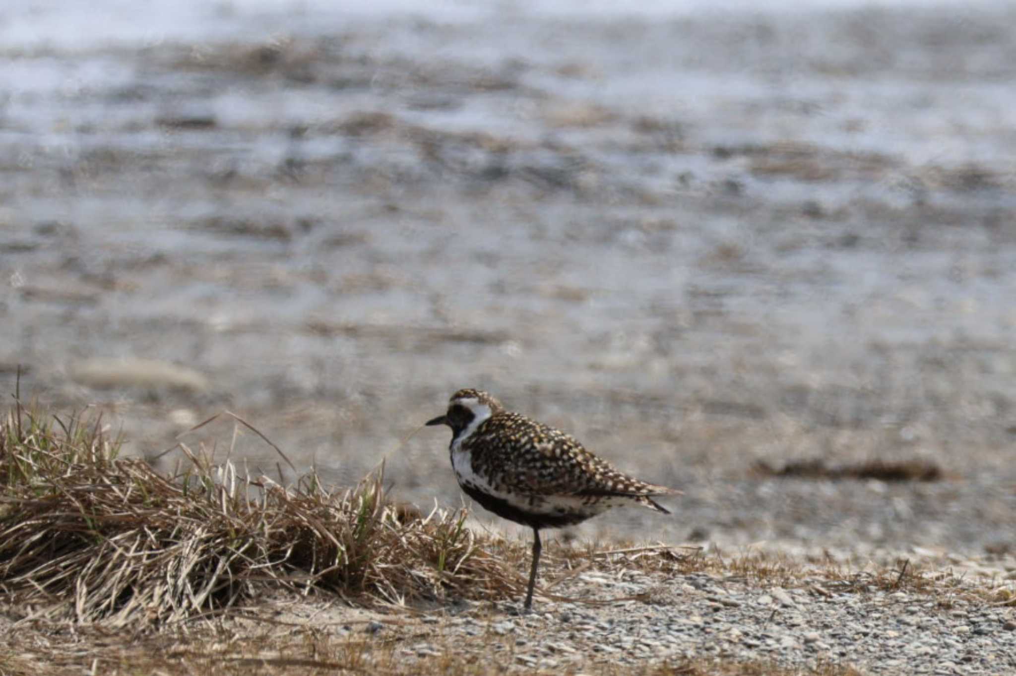 Pacific Golden Plover