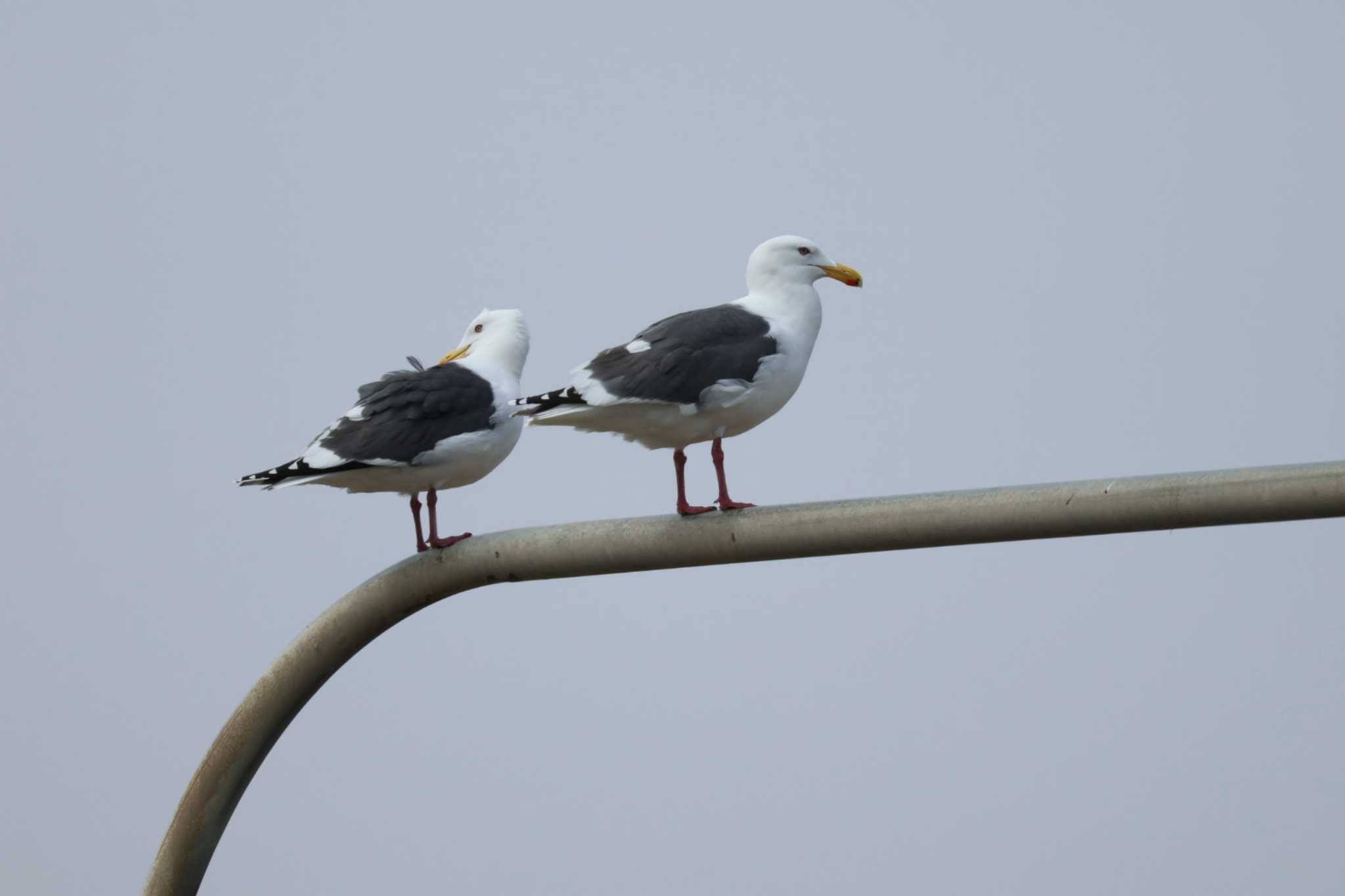 Slaty-backed Gull