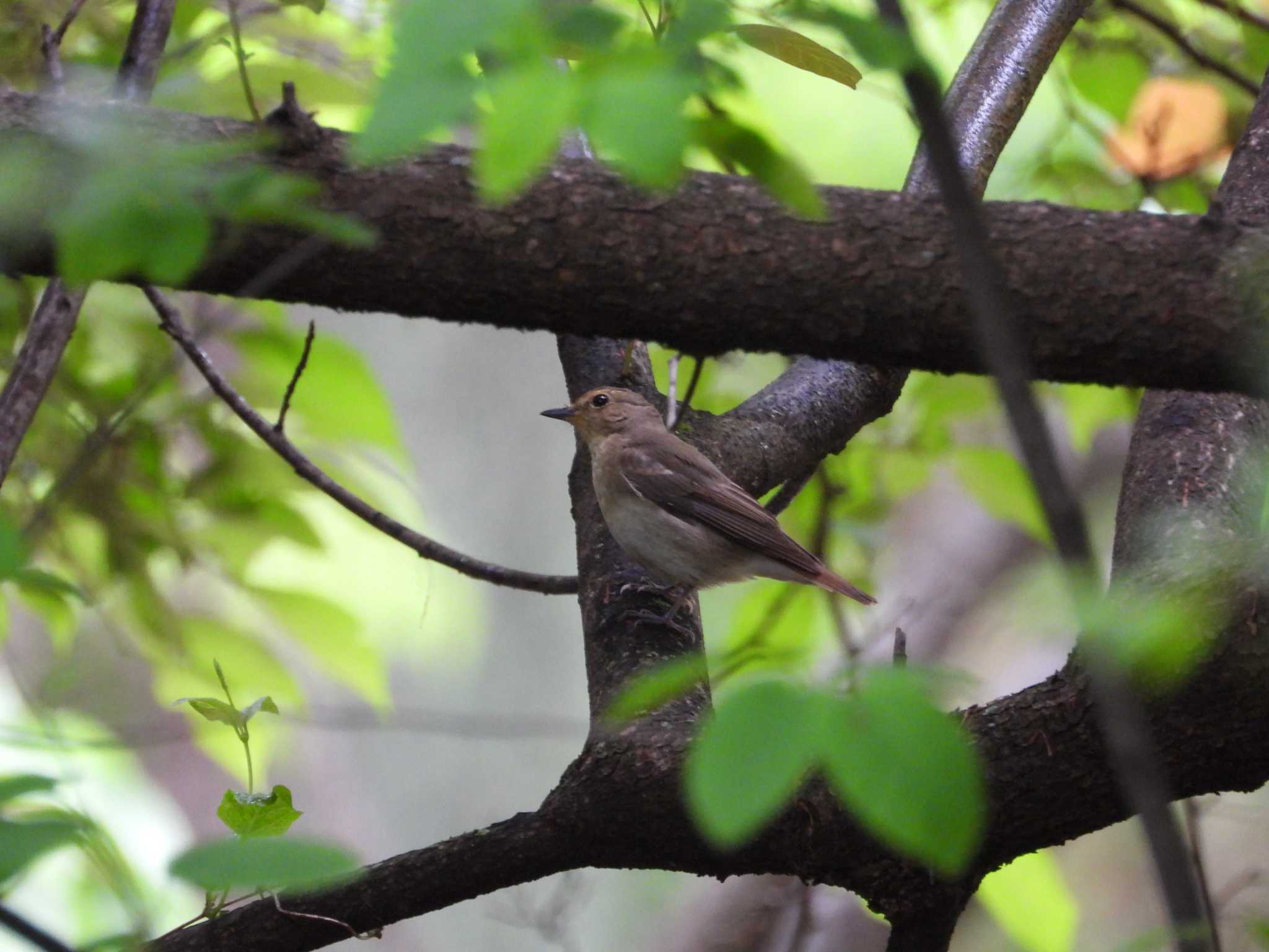 Photo of Narcissus Flycatcher at Osaka castle park by アカウント6488