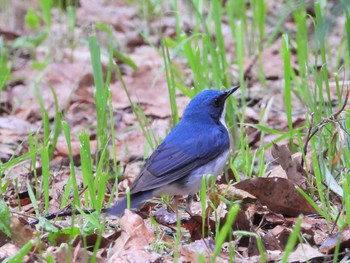 2023年4月28日(金) 大阪城公園の野鳥観察記録