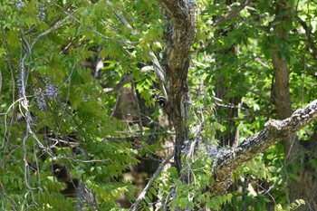 2023年5月1日(月) 奈良県の野鳥観察記録