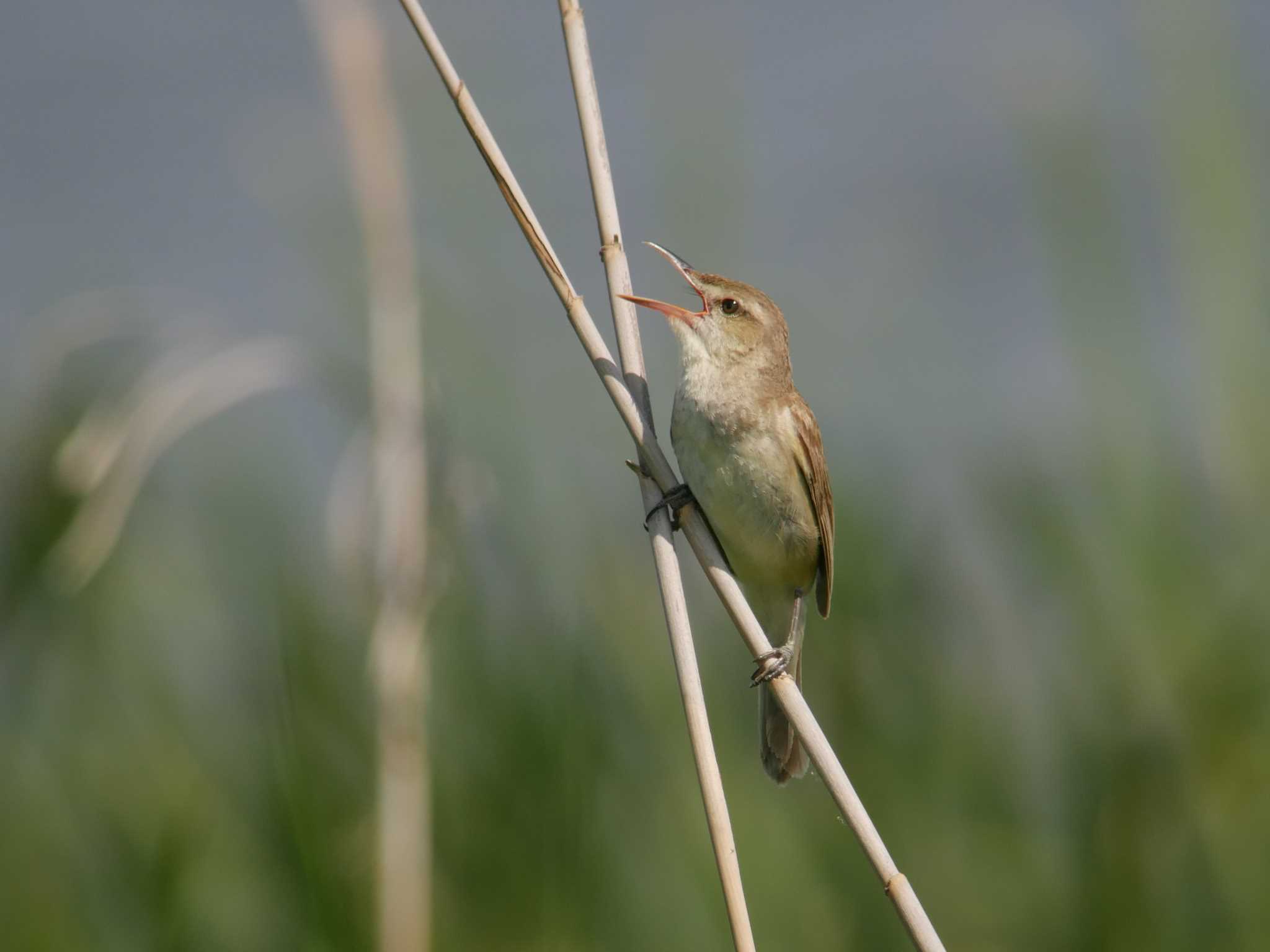 Photo of Oriental Reed Warbler at North Inba Swamp by のりさん