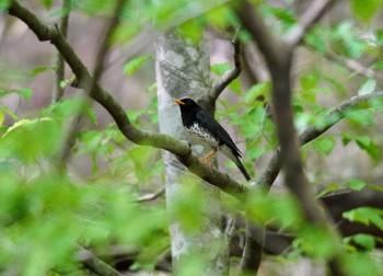 クロツグミ 栃木県民の森 2023年5月1日(月)