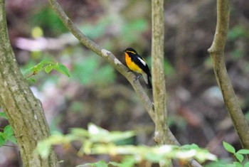 キビタキ 栃木県民の森 2023年5月1日(月)