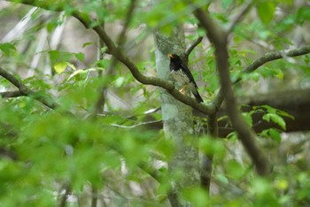 クロツグミ 栃木県民の森 2023年5月1日(月)