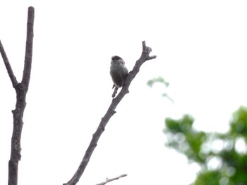 2023年5月1日(月) 洗足池公園の野鳥観察記録