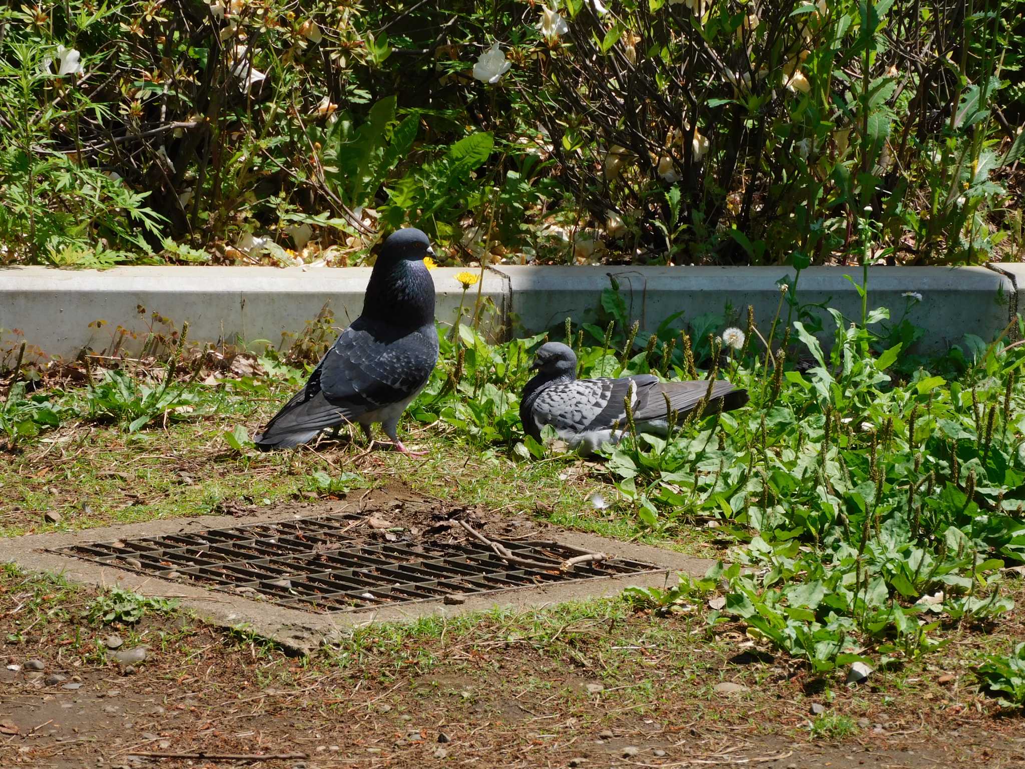 カワラバト