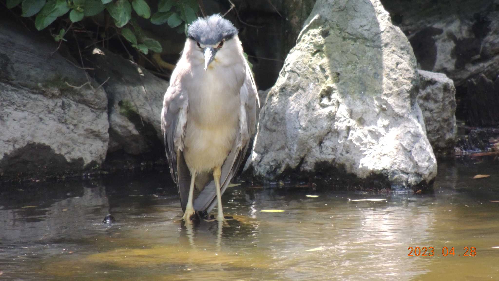 Black-crowned Night Heron