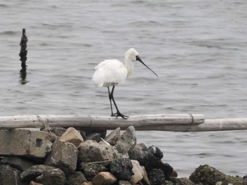 クロツラヘラサギ 大阪南港野鳥園 2023年4月30日(日)