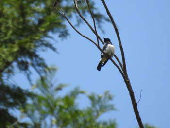 2023年5月1日(月) いちはらクオードの森の野鳥観察記録