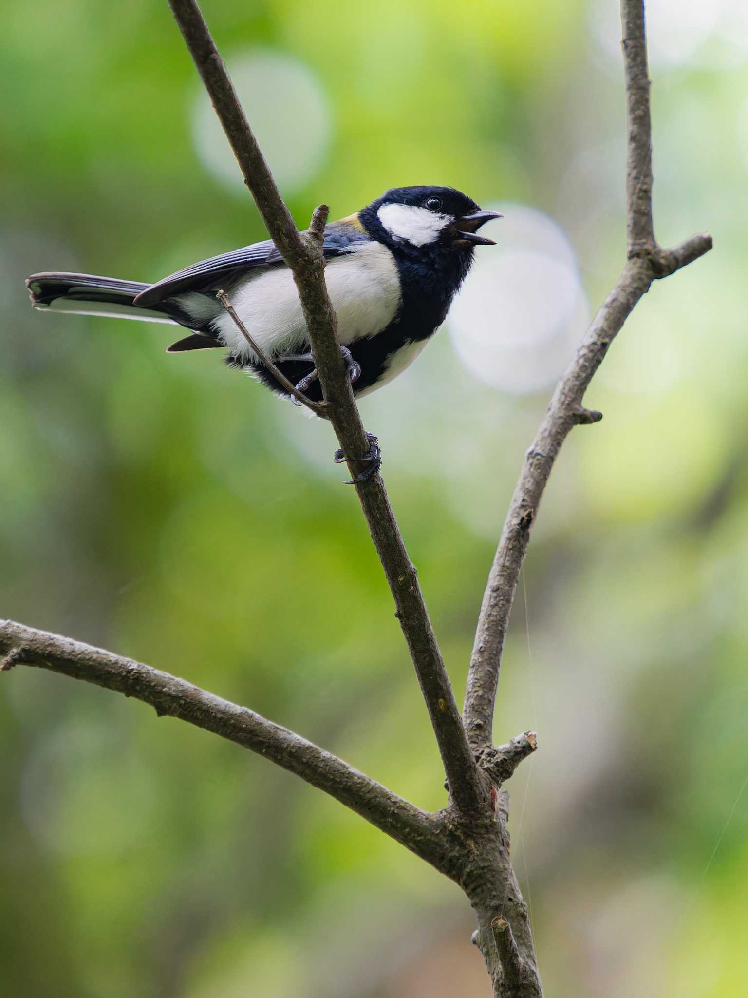 Photo of Japanese Tit at 川原大池 by ここは長崎