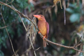 Ruddy Kingfisher(bangsi) Ishigaki Island Sat, 6/2/2018