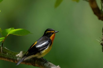 Narcissus Flycatcher 福岡県北九州市 Sun, 4/30/2023