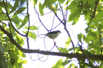 Long-tailed Tit 豊橋公園 Mon, 5/1/2023