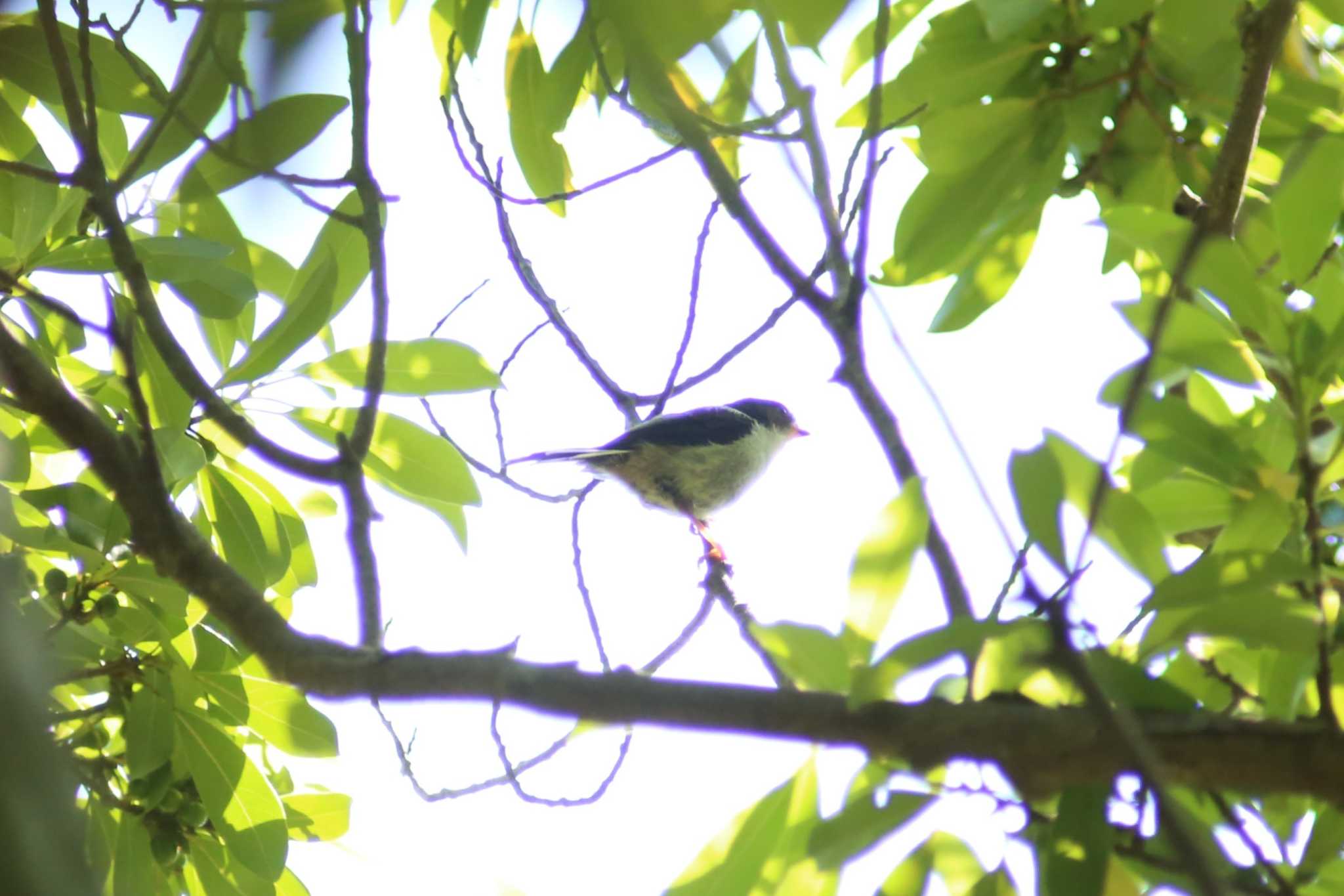 豊橋公園 エナガの写真