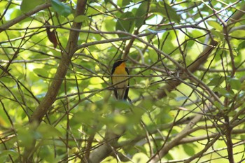 Narcissus Flycatcher 豊橋公園 Mon, 5/1/2023