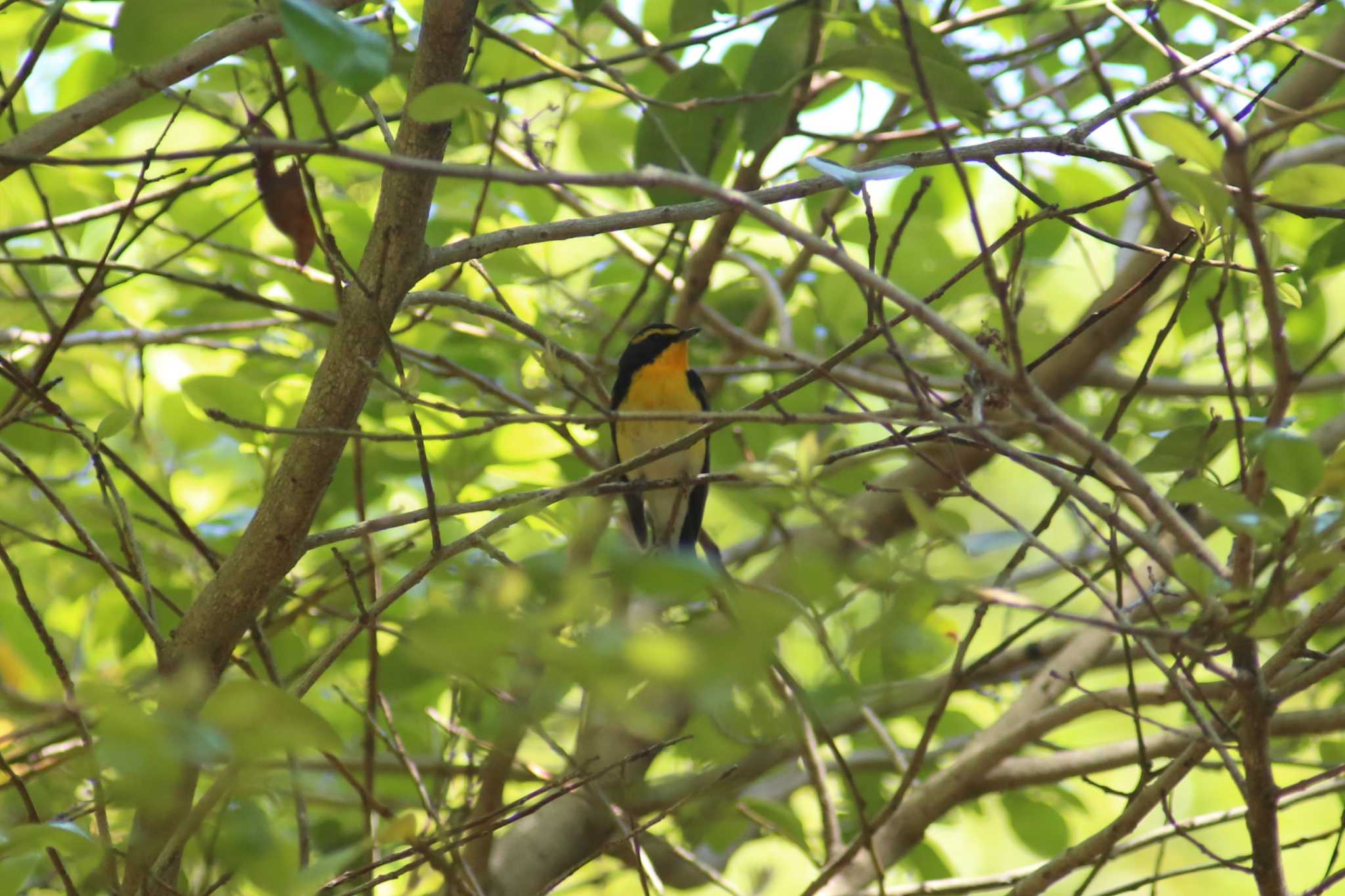 Photo of Narcissus Flycatcher at 豊橋公園 by 日野いすゞ