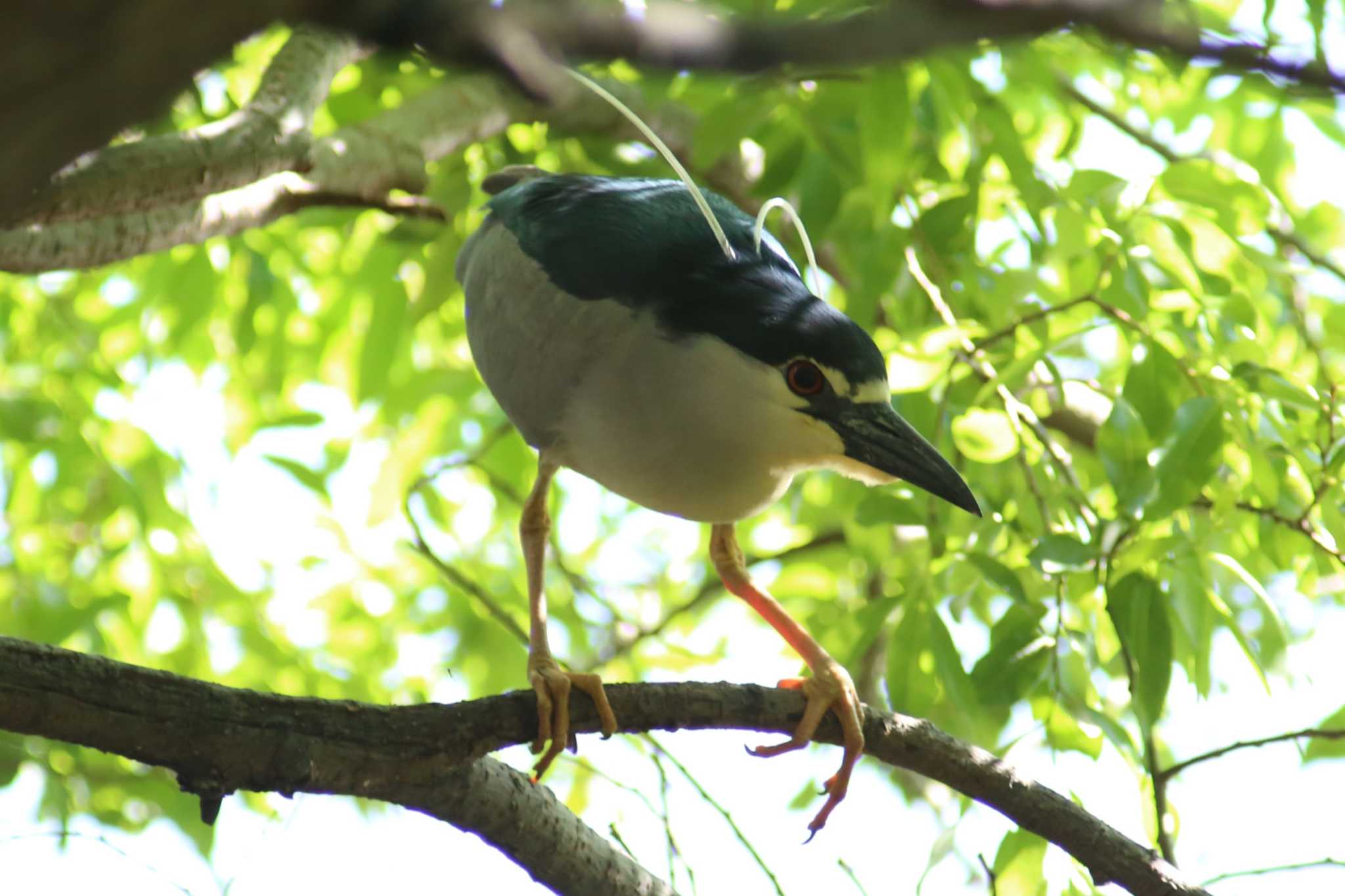 Photo of Black-crowned Night Heron at 向山緑地 by 日野いすゞ