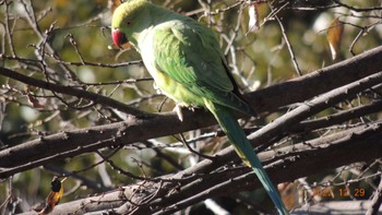 Indian Rose-necked Parakeet Ueno Park Thu, 12/29/2022