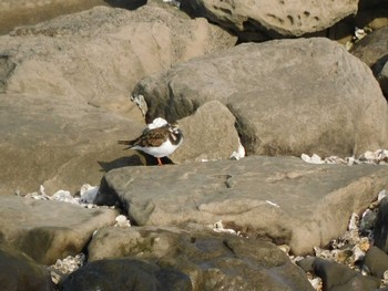 2023年5月1日(月) 葛西臨海公園の野鳥観察記録