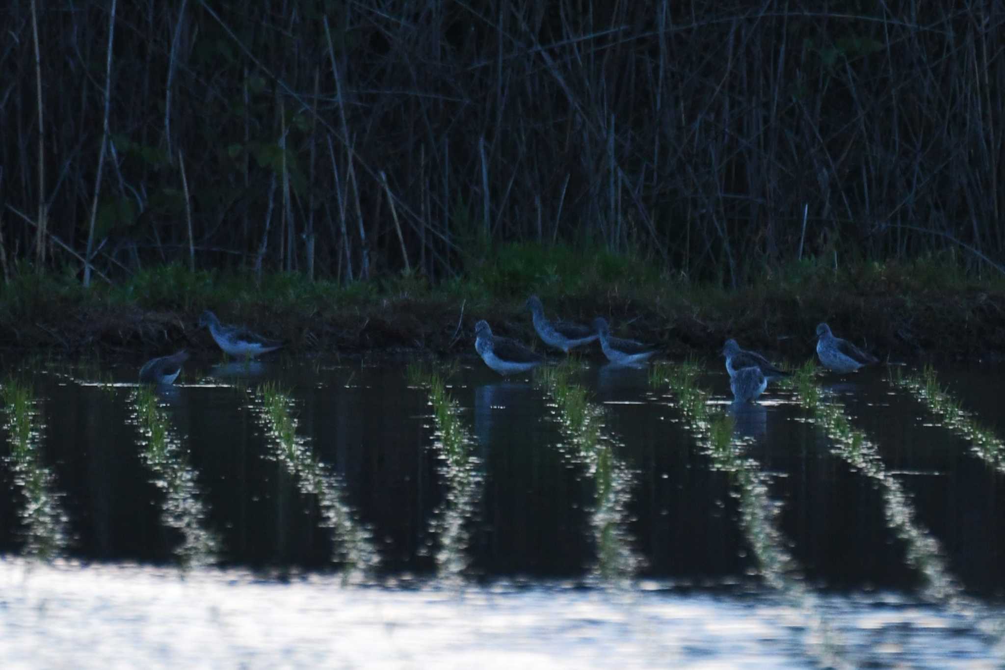 Common Greenshank