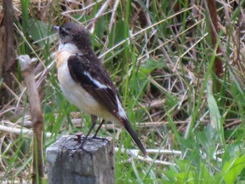 Amur Stonechat 白樺湖湖畔 Mon, 5/1/2023