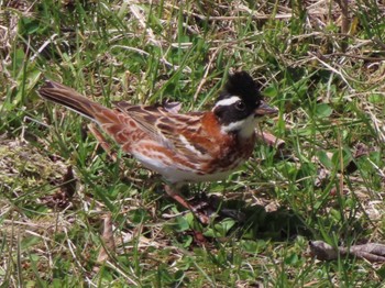 Rustic Bunting 白樺湖湖畔 Mon, 5/1/2023