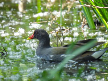 Common Moorhen 瓢湖 Mon, 5/1/2023