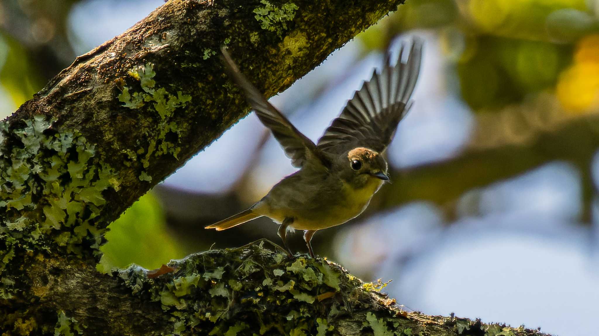 飛び立つコサメがかわいい①