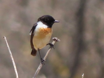 Amur Stonechat Kirigamine Highland Mon, 5/1/2023